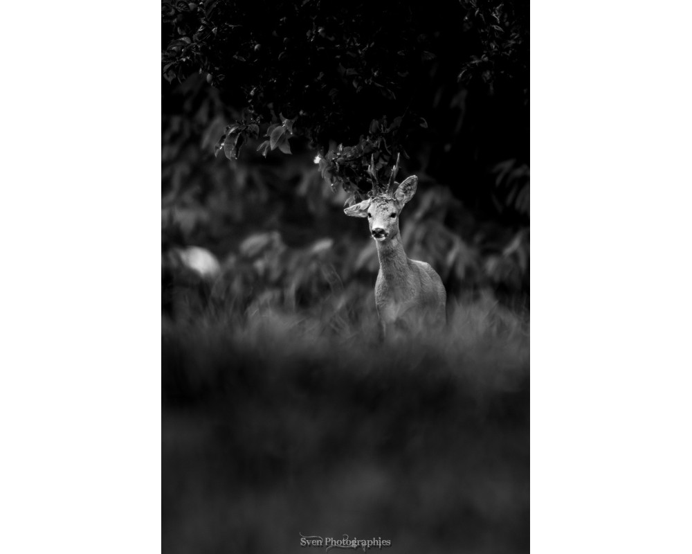 Brocard en noir et blanc – silhouette dans la prairie, arbres derrière