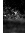 Brocard en noir et blanc – silhouette dans la prairie, arbres derrière