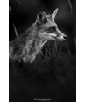 Renard roux en noir et blanc – portrait de profil dans les herbes