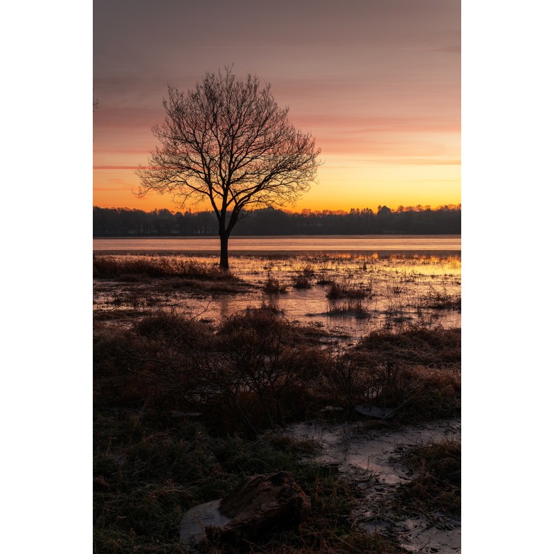 Lac au Duc à Ploërmel, arbre seul au lever du jour