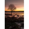Lac au Duc à Ploërmel, arbre seul au lever du jour