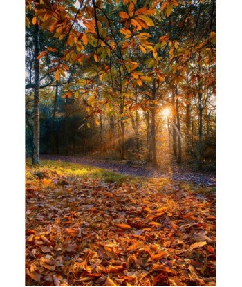 Rayons de soleil dans la forêt de Brocéliande en automne