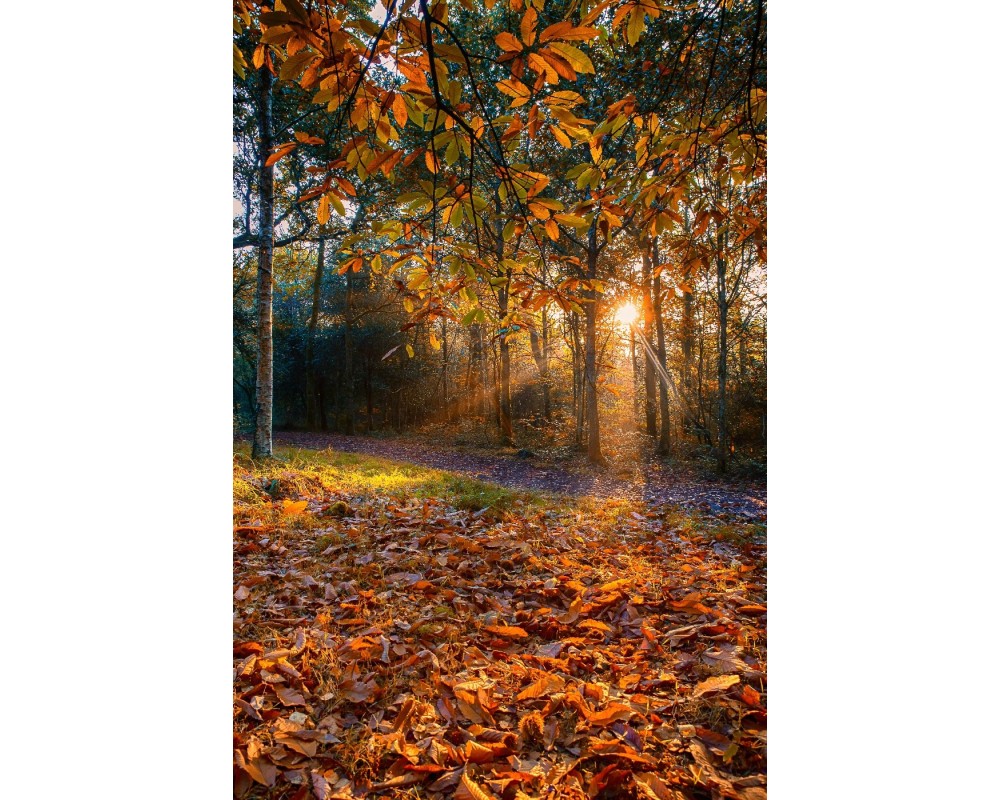 Rayons de soleil dans la forêt de Brocéliande en automne