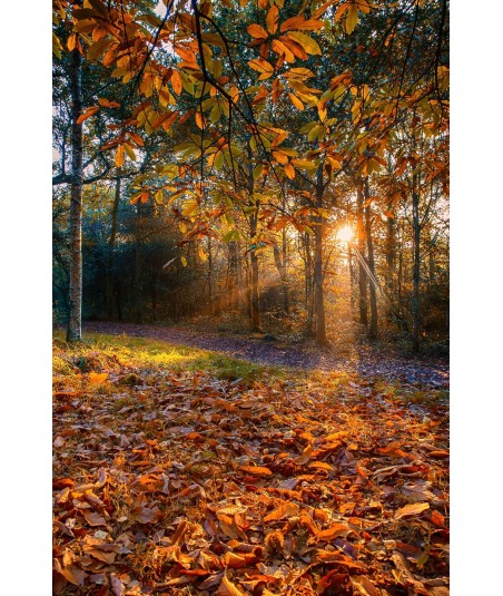 Rayons de soleil dans la forêt de Brocéliande en automne