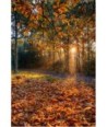 Rayons de soleil dans la forêt de Brocéliande en automne