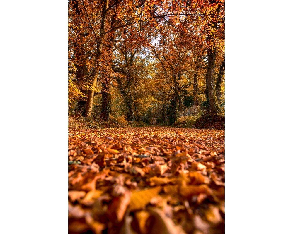 Tapis de feuilles d'automne en Brocéliande