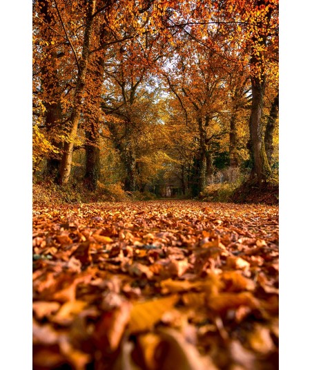 Tapis de feuilles d'automne en Brocéliande
