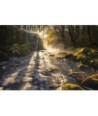 Le Faouët, rivière et rayons de soleil en forêt