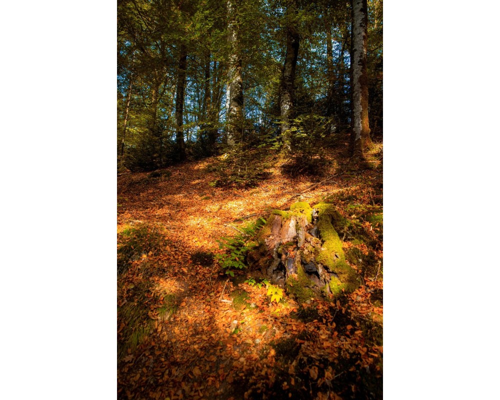 Sous-bois des Jarrauds, lumière d'automne