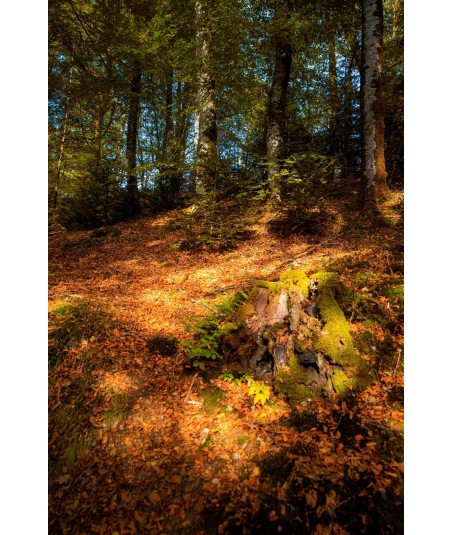 Sous-bois des Jarrauds, lumière d'automne