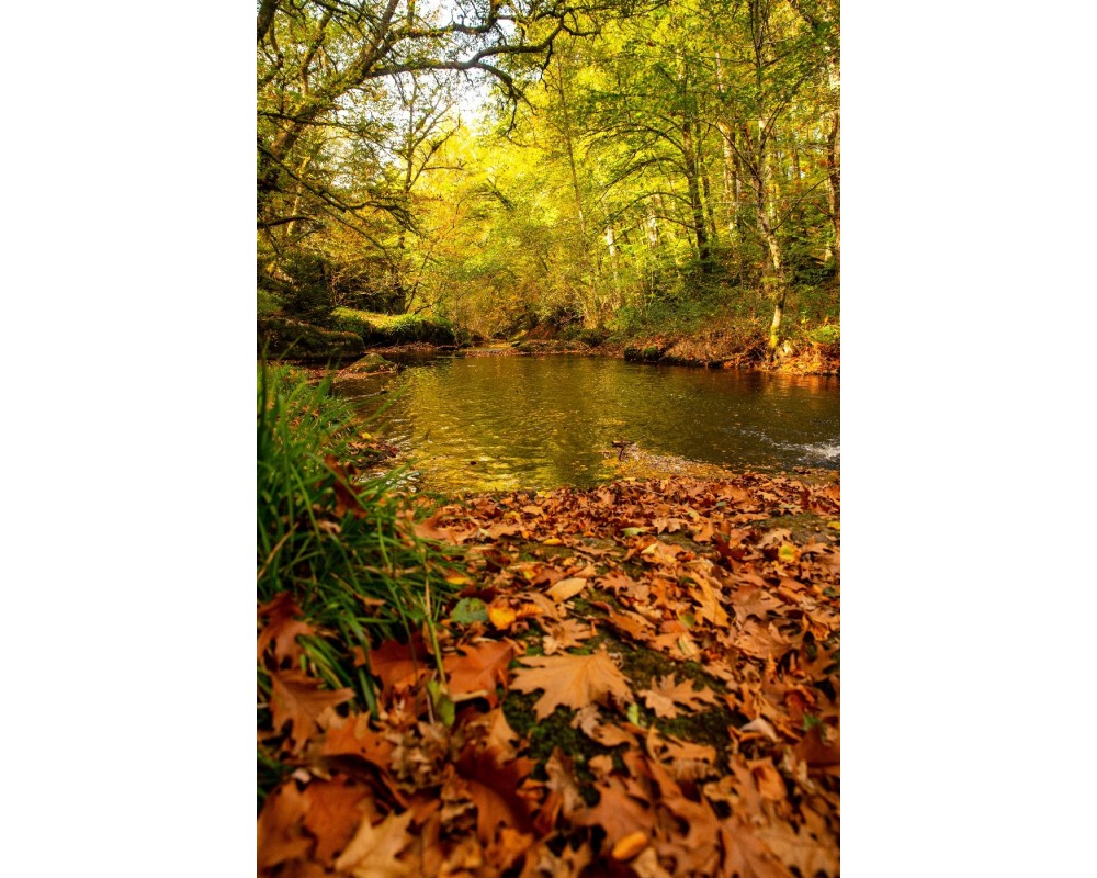 Cascade des Jarrauds, tapis de feuilles au bord de la Maulde