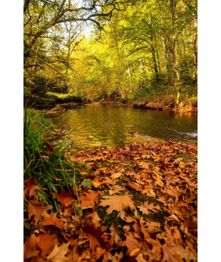 Cascade des Jarrauds, tapis de feuilles au bord de la Maulde