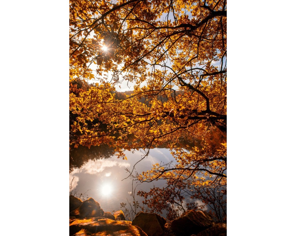 Rocher de Jupile, contre-jour sous les feuilles d'automne