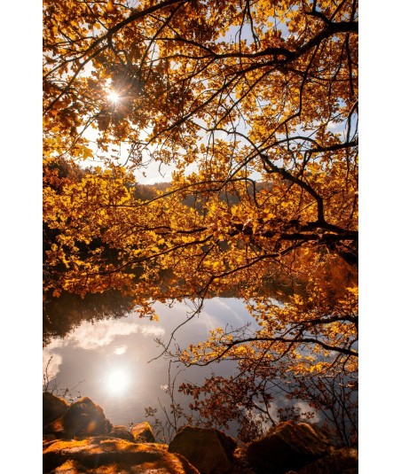 Rocher de Jupile, contre-jour sous les feuilles d'automne
