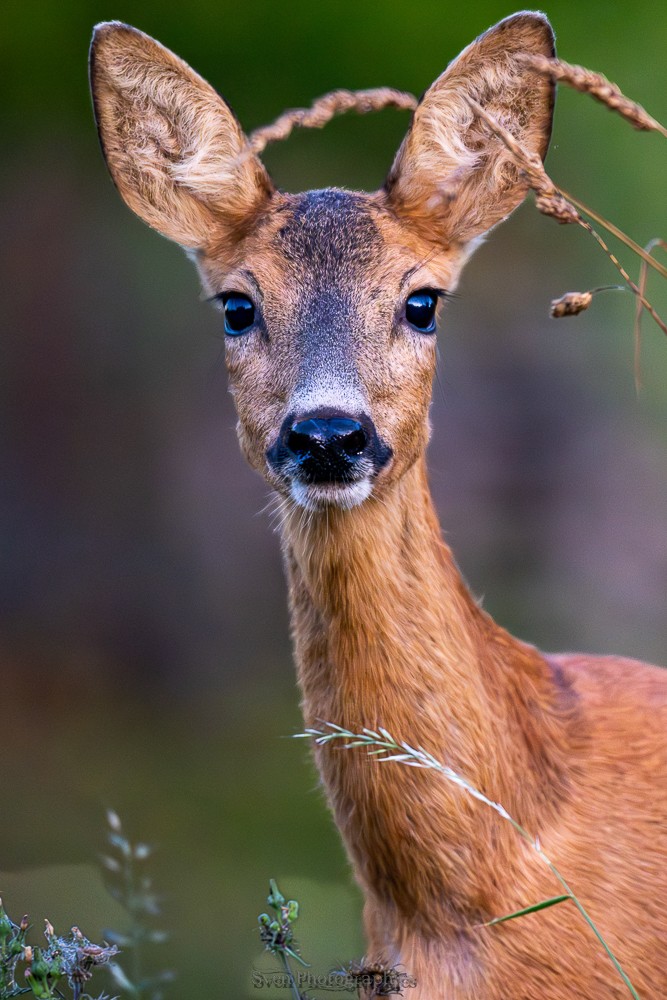 Photo animalière