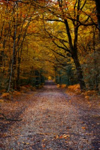 Forêt De Vioreau